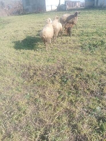 xacmazda satilan inekler: 1ci 2ci 4cü qardilar 470 deylir balali cidi şexsler zeng vursun — 4