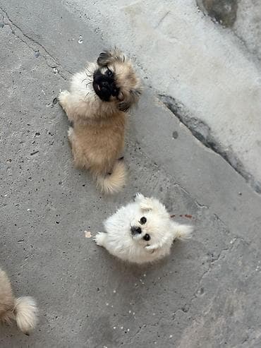 ev iti satisi: Pekines, 1 ay, Erkek, Peyvəndli — 6