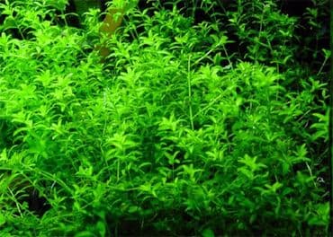 Mikrantemoides
Хемиантус микрантемоидес
Akvarium bitkisi lalafo.az -da Mikrantemoides
Хемиантус микрантемоидес
Akvarium bitkisi