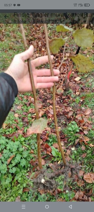 çiya toxumunu hardan almaq olar: Fındıq tingləri – Xacmaz dədə baba fındığı yağlılıq 63% - Növ — 3