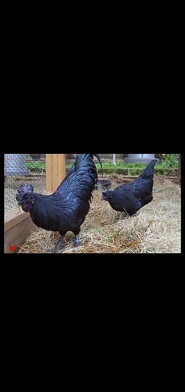 xoruzdar: Xoruz, Indonesiya, il: 1 — 2