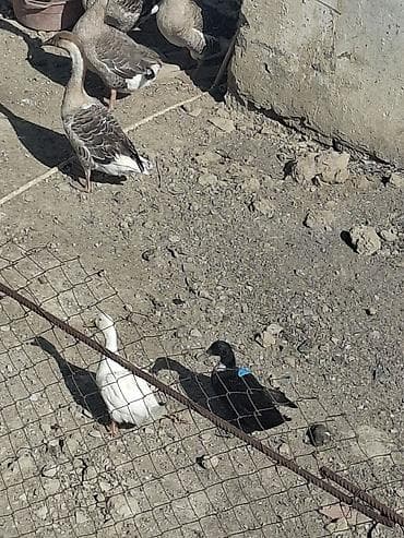arı satışı: Salam satilir qazlar 5 ededi 2 erkey 3 disidi 2 eddede ordeydi — 1