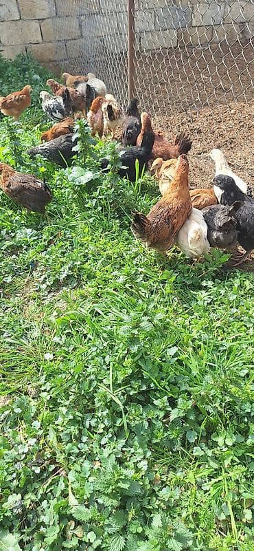 toyuq sortlari: Toyuq cücələri, Damazlıq, Ödənişli çatdırılma — 6