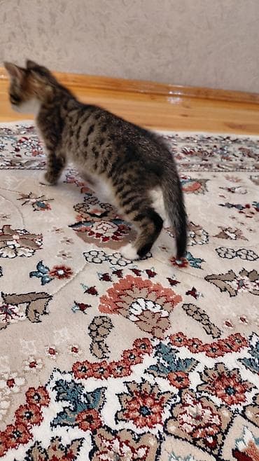 siam pisiyi: Erkək, Ünvandan götürmə — 6