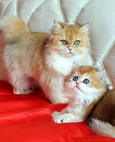 balaca danalar: Erkək, Ünvandan götürmə — 10