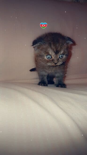 Akvariumlar: Şotland yastı qulaq, Dişi, Yaxşı əllərə — 1