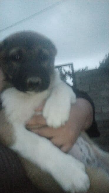 naxcivan heyvan elanlari: Dişi — 2