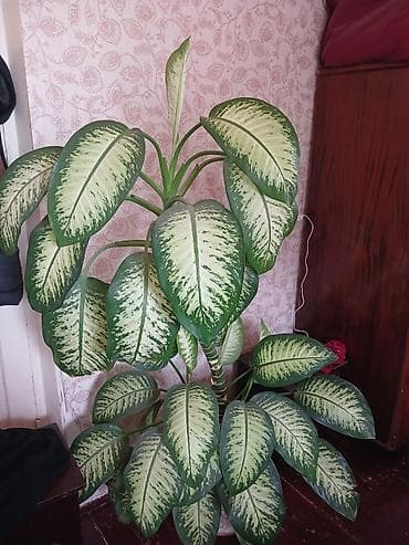 Dieffenbachia (tropik dekorativ otaq bitkisi) - Növ: Dieffenbachia — 2
