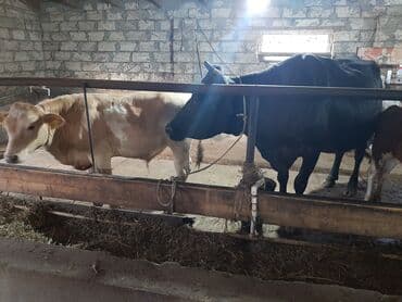 cins inəy: Dişi, il: 2, Südlük, Ünvandan götürmə — 6