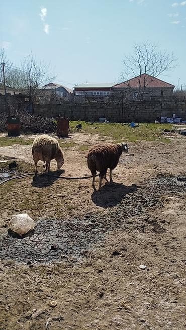 Другие с/х животные: Qoyunlar – 3 baş - Yerli ətli quzular - - Damazlıqda və ya ətlik — 2