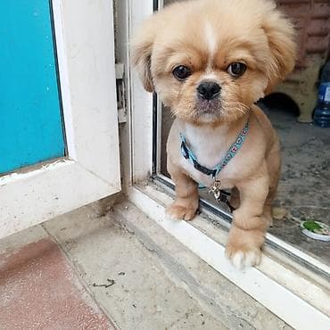 i̇t balası ucuz: Pekines, Peyvəndli — 3