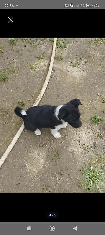 balaca at: Zvonok, 1 ay, Dişi, Peyvəndli, Ödənişli çatdırılma — 4