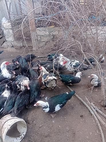 Другие с/х животные: Tam sağlam veayalı zümrüdü lal ördekler satılır.15-manatlıq olandan — 9