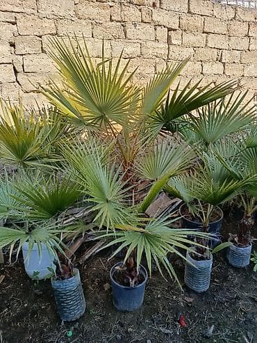 xurma qiyməti: Məhsul: Xurma və palma dekorativ bitkiləri (qablarda) qiymətin — 5