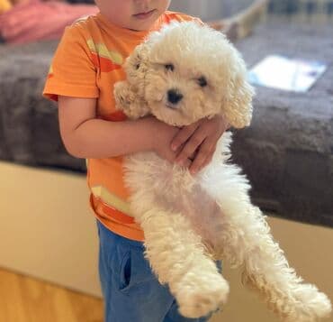 itlər bala: Bişon Frize, 3 ay, Dişi, Ödənişli çatdırılma — 1