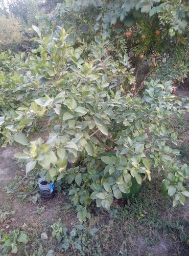 ağcaqanad toru: Məhsul: Qabda yetişdirilən sitrus ağacı (limon) Təsvir: - Yaşıl metal — 1