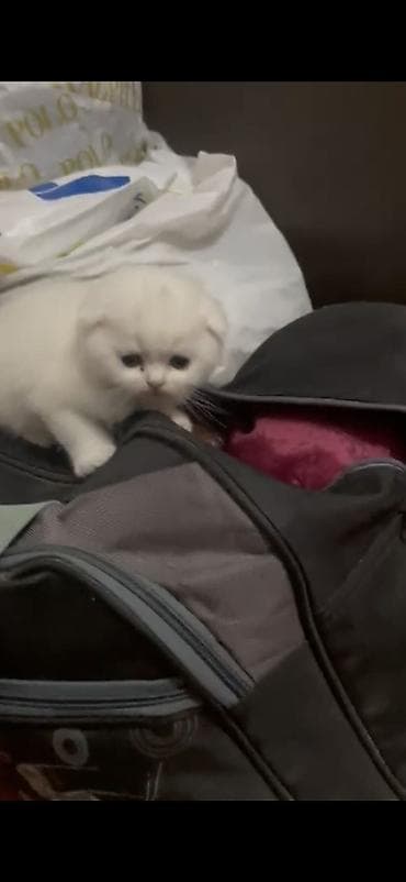 şotlan pişik: Şotland yastı qulaq, Erkək, Dişi — 3