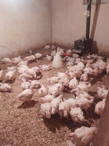 saanen kecisi qiymeti: Toyuq, Broyler, Ətlik — 2