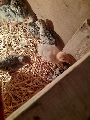 Amerika bronz hindusqa cuceleri icinde birdene ag kanadada var15