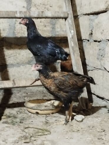 Коровы, быки: Куриные цыплята, Для разведения — 7