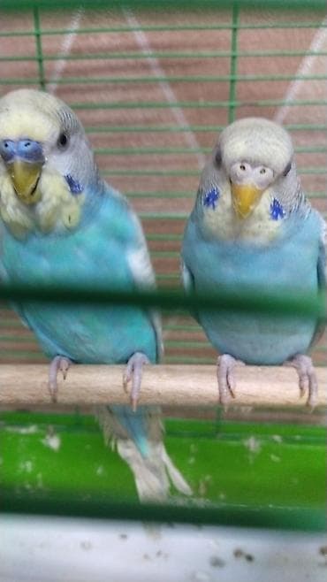 Digər heyvanlar: Korella 50 azn papuqay 15 azn Nimfa (cockatiel) cütlüyü və qəfəs dəsti — 3