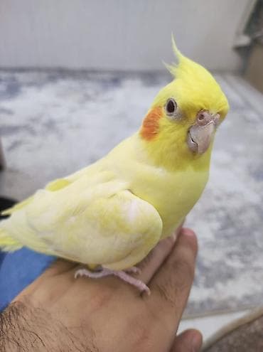 Əl öyrəşmiş, cütə hazır erkək Korella papuqayı satılır. Çox aktiv və at lalafo.az Əl öyrəşmiş, cütə hazır erkək Korella papuqayı satılır. Çox aktiv və