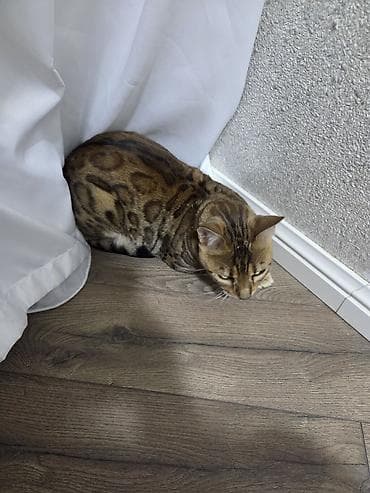 anqora pişik: Benqal — 7