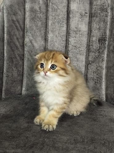 Şotland yastı qulaq