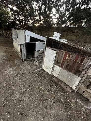seki torpaq: Meşə zolağına bitişik, geniş həyəti olan bağ evi və sahəsi — 10