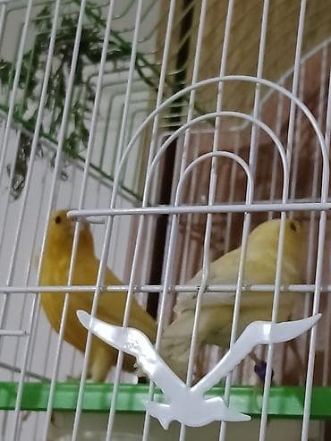 Cut bulbul satiram avsyanka sortudu super oxuyur cox gozeldi rengide