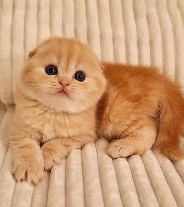 pişim: Şotland — 3