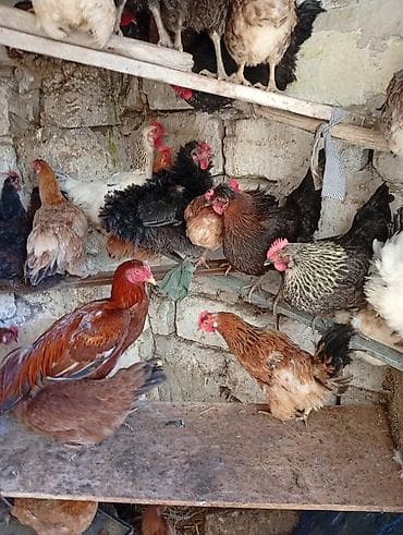 balaca it cinsleri: Məhsul: Yerli toyuqlarıdi gecen ilin fereleridi yumurtuya düşüblər — 3