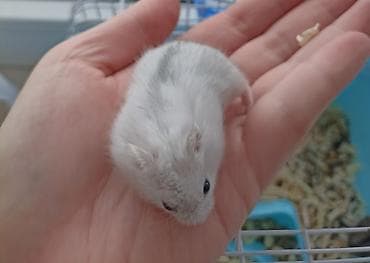 cunqarik satisi: 1 aylıq ağ və boz rəngli cunqariklər satılır. Tam evdə bəslənilmiş — 6