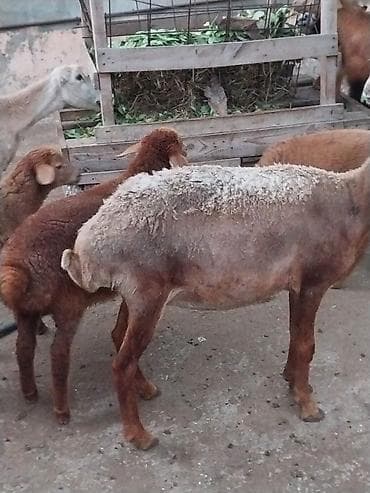 qara mal: Damazlığ ana bala qoyunlar satılır. Balaların biri dişi, ikisi — 7