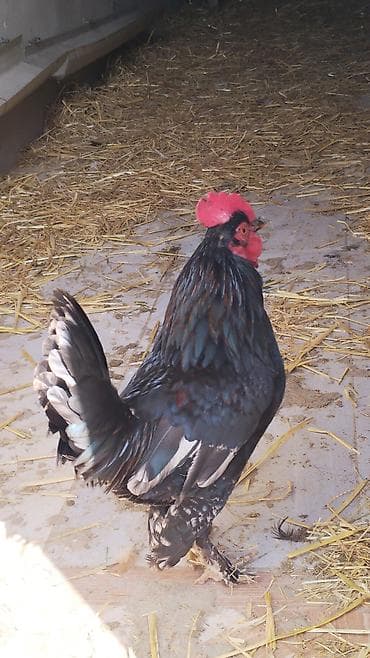 Salam. Heç bir xəstəliyi problemi yoxdu. Sağlamlığına cavabdehəm — 2