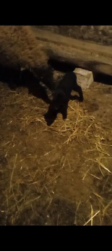 Salam aleykum əziz qardaşlar gününüz xeyirli olsun allah haminizin