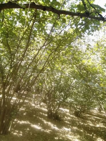 hovsanda obyekt satılır: 5 otaqlı, 100 kv. m, Kredit yoxdur, Orta təmir — 8