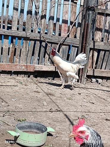 mayali yumurta satisi: 10 aylig sağlam və aktiv xoruzddu Sağlamdır öz heyətin gusudur Qiyməti — 7