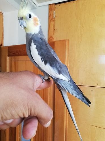 Digər heyvanlar: Ərkək Korella papuqayı – ələ öyrəşmiş, sakit və mehriban ev quşu — 5