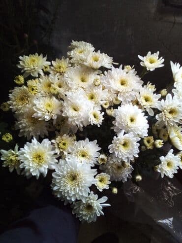 rozmarin gulu: Xrizantema gülləri – müxtəlif rəng və sortlarda - Rənglər: ağ, sarı — 3