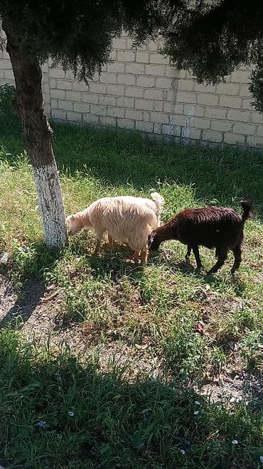 Mene 50,60 baw bordaga vurmaga Cepiw lazimdi kimde bura yazssin Zehmet