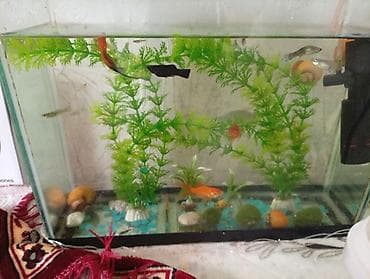 toy poodle satış: Akvaryum komplekti – canlı balıqlar və mollyuskalarla ilbiz böyük və — 1