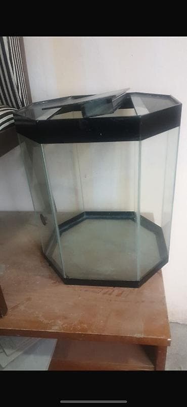 Gəmiricilər: Akvaryum – çoxbucaqlı şüşə korpus

Böyük ölçü — 1