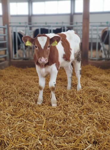 heyvanlar ucun bit dermani: Simental tipli buzov - Cins: Simental tipli, qırmızı-ağ ləkəli - — 1