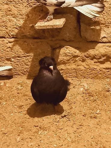 göyərçin satışı: Cins: Qara rəngli bəzək göyərçini (adi “toppuzlu/baş tüklü” tip) — 2