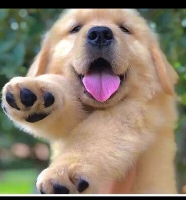 Gəmiricilər: Retriever — 1