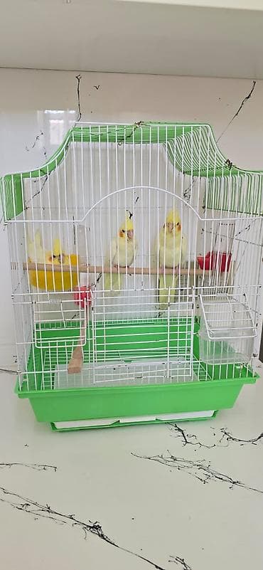 avcarka bala: Qırmızı göz lutino balaları satılır sağlam vitaminli quşlardır hamisin — 4