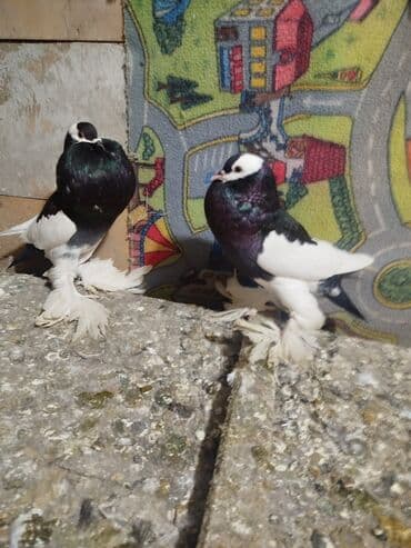 goyercinle: Salam.diqqətlə oxu sonra yaz.hübkariler biri 20 və 30 azn.şişmanlar — 8