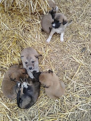 sərab çoban iti: 1 ay, Ünvandan götürmə — 3