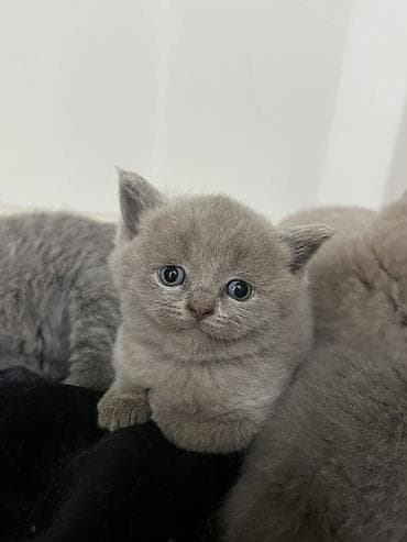 pisik latoku: Britan — 5